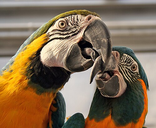 Macaw